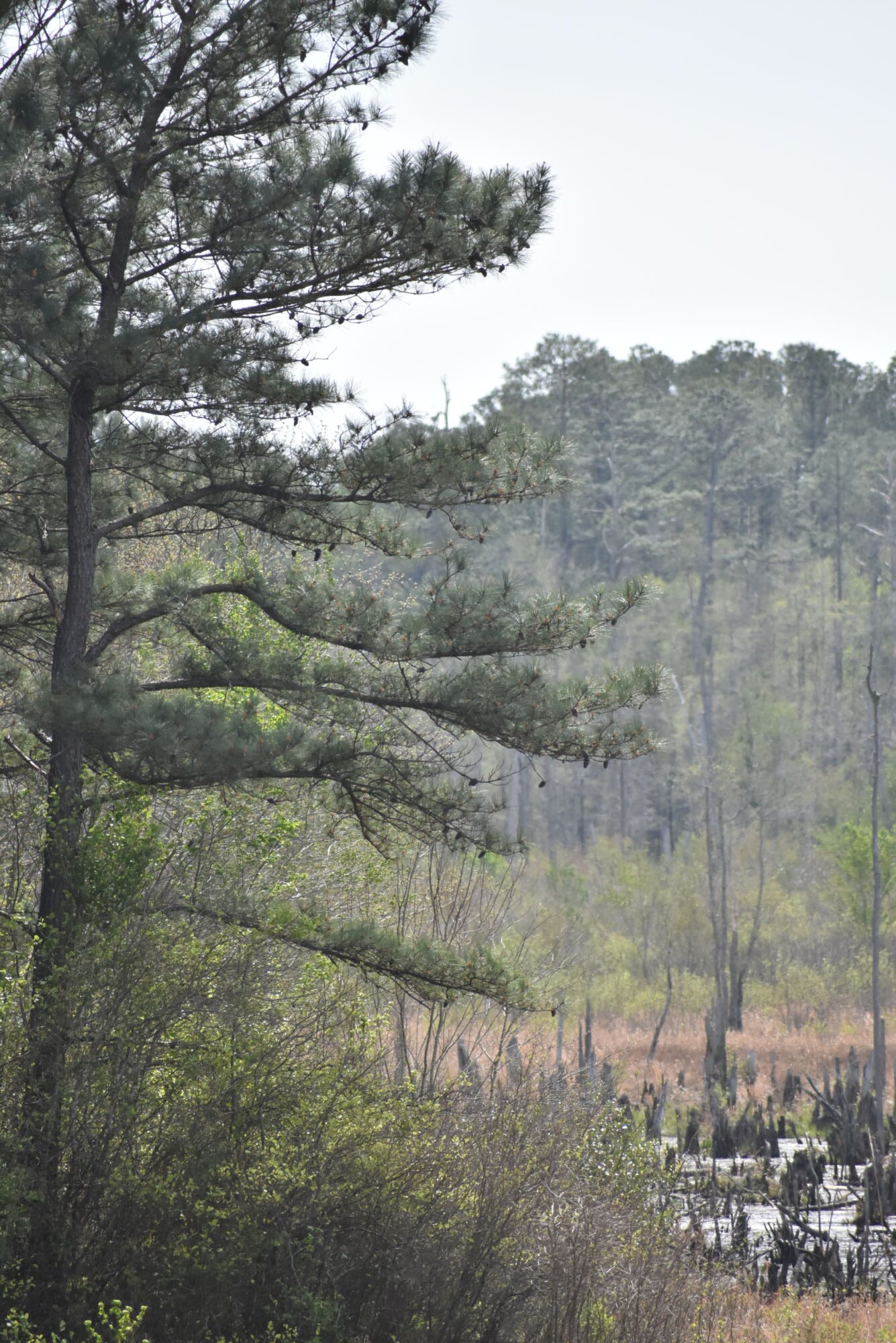 Whispering Pines NC | Pinehurst Real Estate